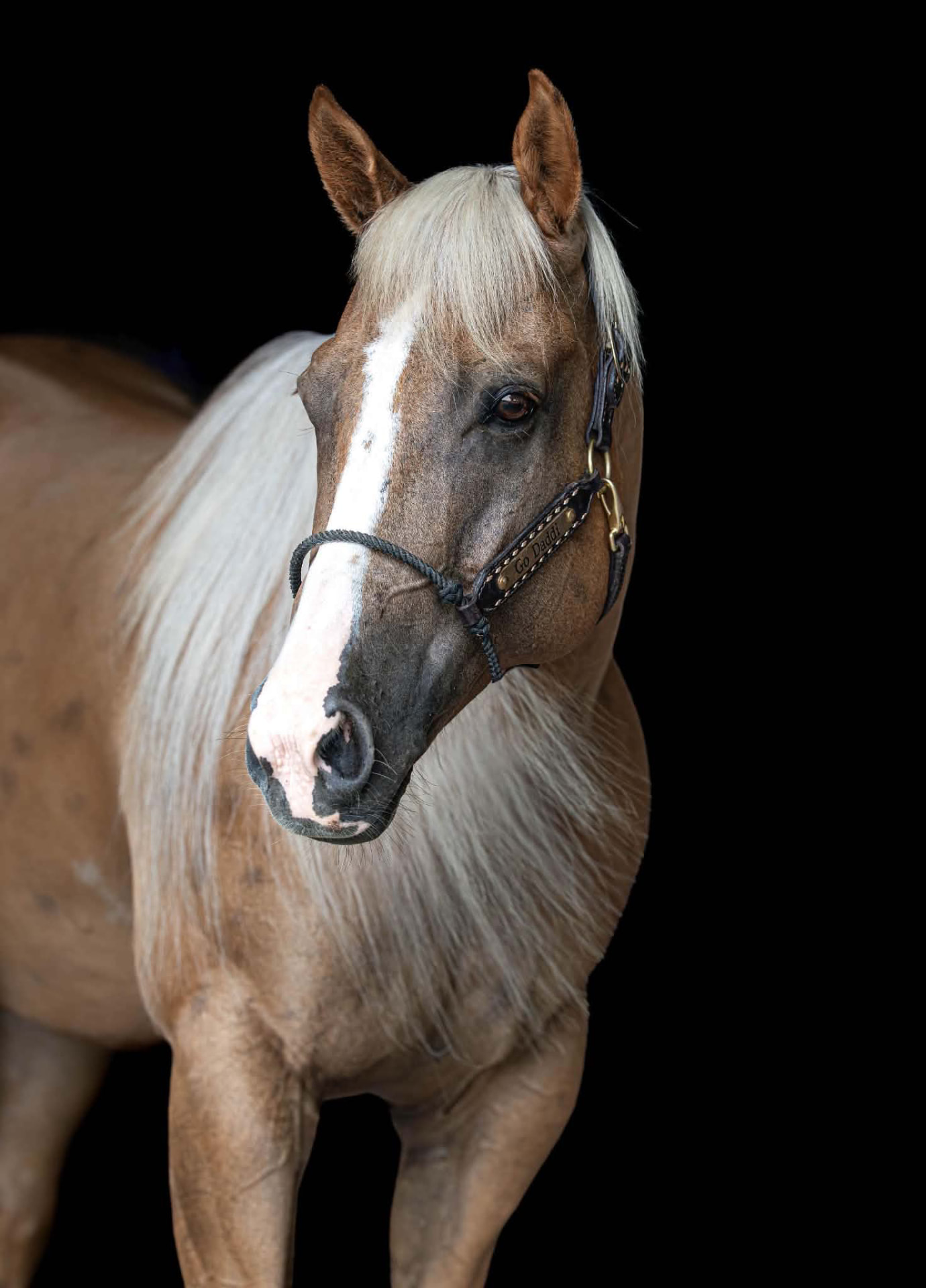 Equine photography by High $takes Media